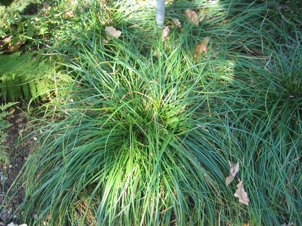 Carex umbrosa (Schatten-Segge)